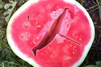 Split Melon
