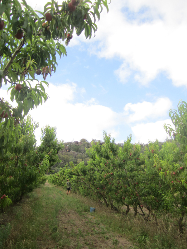 Cherry Orchard - Stanthorpe