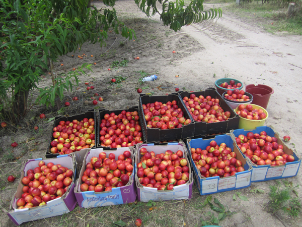 Nectarines - Stanthorpe