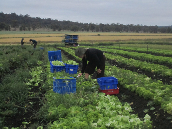 Lettuce Picking - Warwick