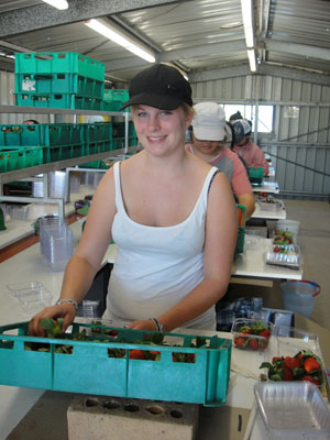 Lettuce Picking - Warwick
