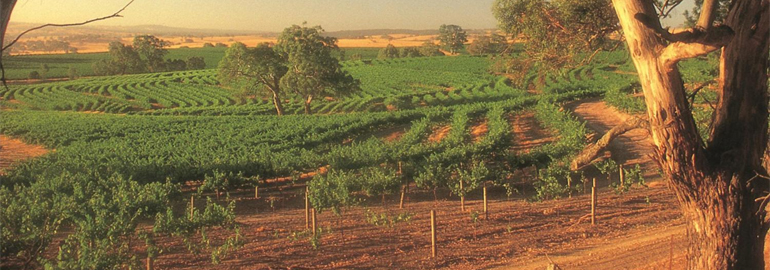 Fruit Picking Jobs in Lyndoch, South Australia