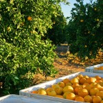 Fruit Picking Jobs in Berri, South Australia