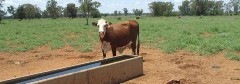 Dirranbandi, Queensland