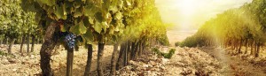 Fruit Picking Jobs Australia