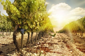Fruit Picking Jobs Australia
