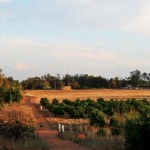 Fruit Picking Jobs in Waikerie South Australia