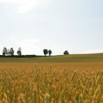 Barley Crop Australia