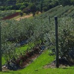 Blueberry Picking