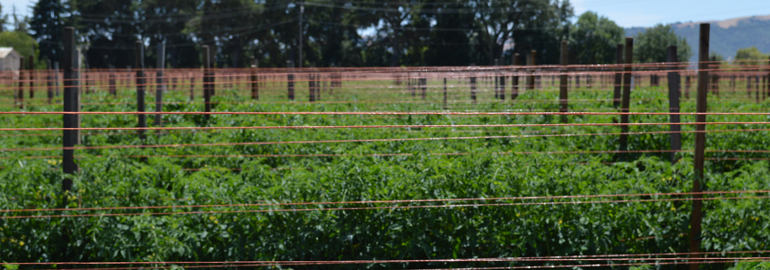 Tomato Farm