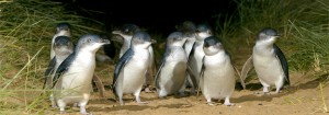 Phillip Island Penguin Parade Ultimate Eco Tour Bunyip Tours
