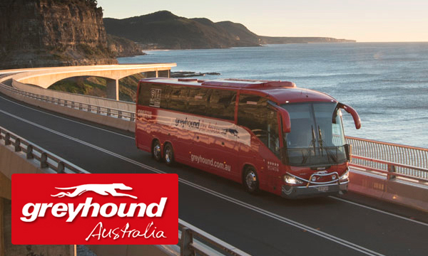 Greyhound
