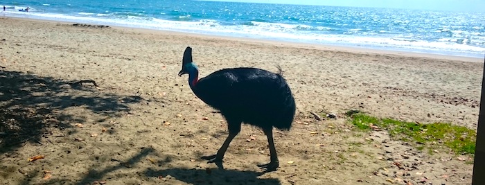 cassowary etty bay3